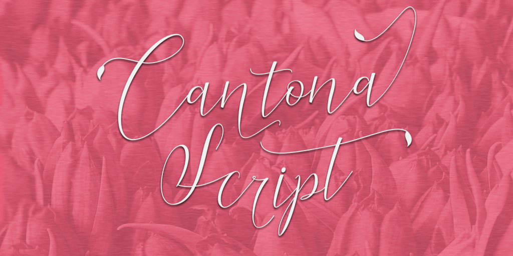 Cantona Script illustration 2