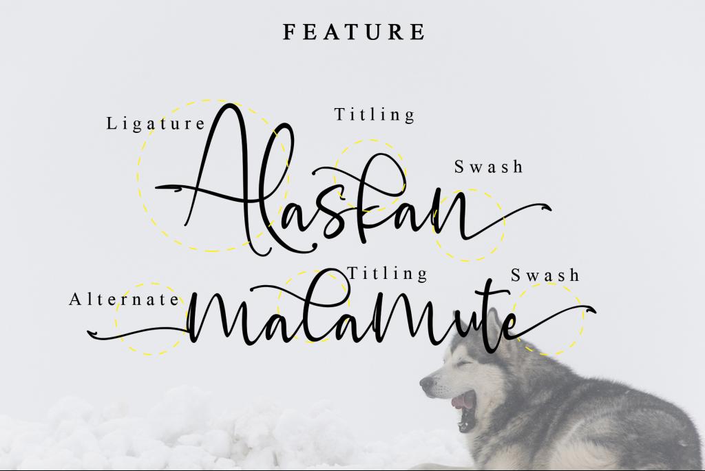 Alaskan malamute illustration 10