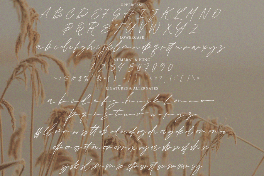 Blowing Signature Font · 1001 Fonts