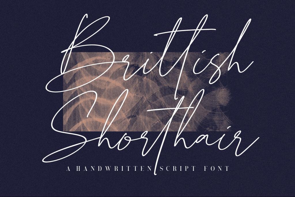 Brittish Shorthair illustration 2