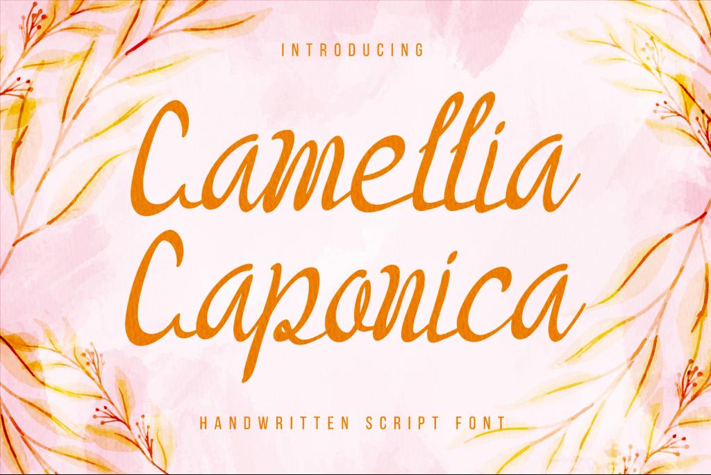 Camellia Caponica illustration 2