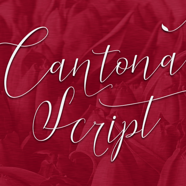 Cantona Script illustration 1
