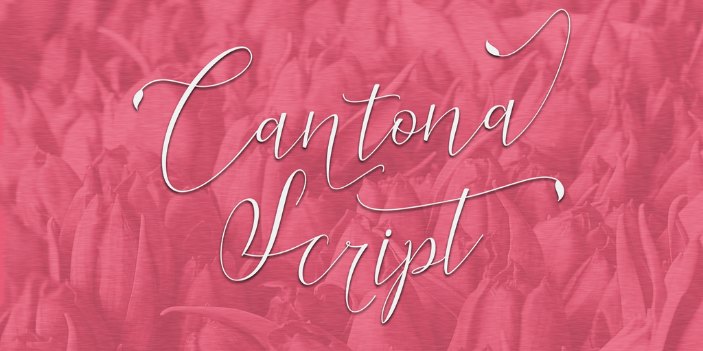 Cantona Script illustration 2