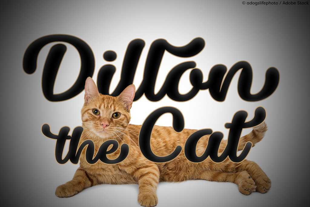 Dillon the Cat illustration 2