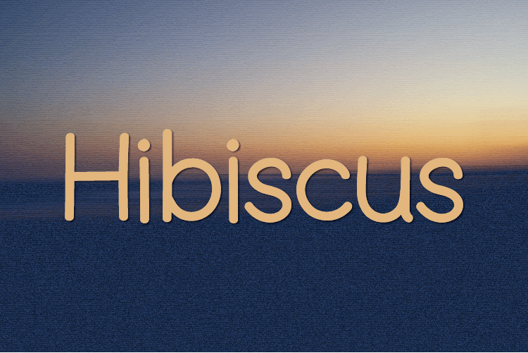 Hibiscus illustration 2