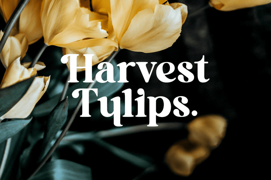 Pollinator Font 1001 Fonts