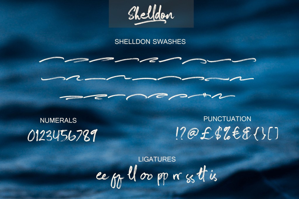 Shelldon illustration 2