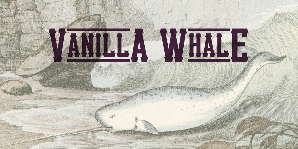 Vanilla Whale illustration 6