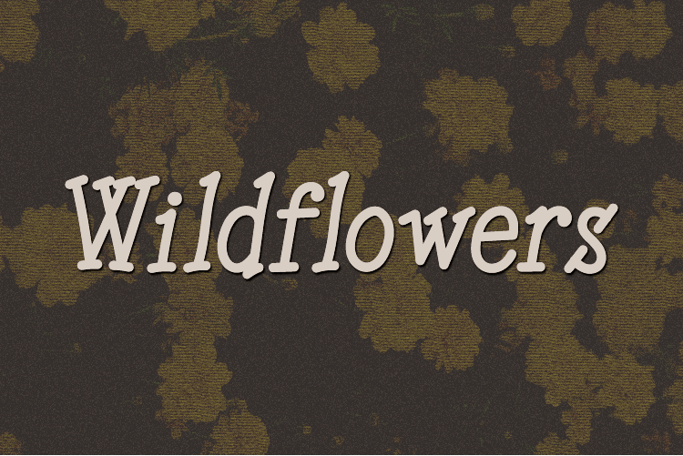 Wildflowers illustration 2